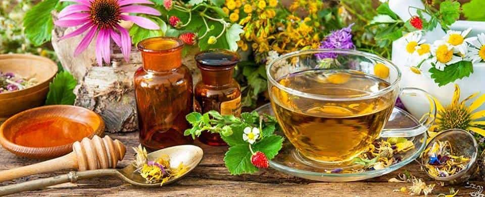 Corso base di Erboristeria con Samuele Reina