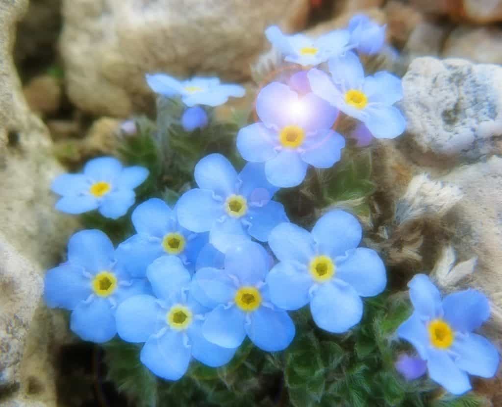 I Fiori della Via - Seminario formativo introduttivo