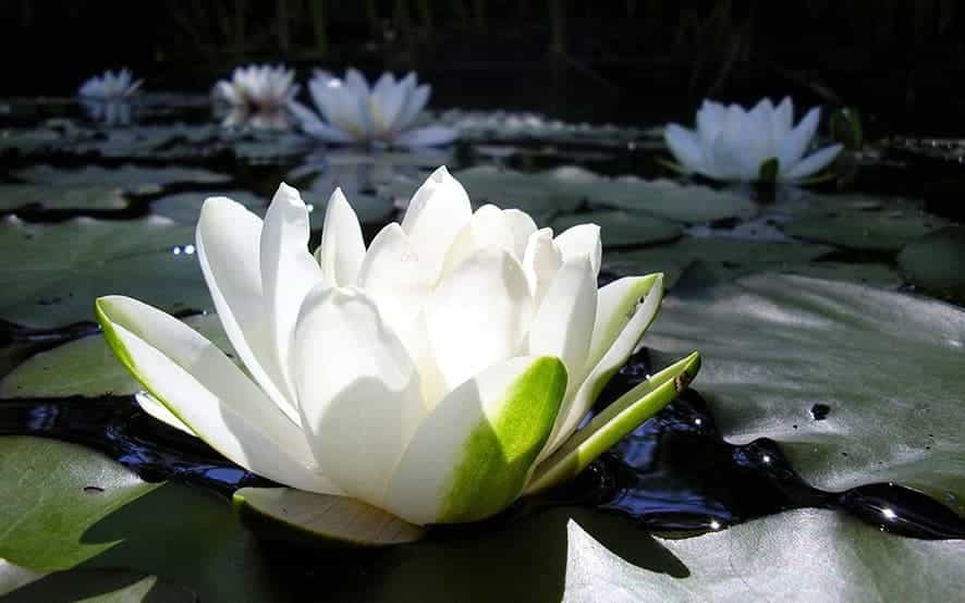 DIALOGHI E RITI DI GUARIGIONE