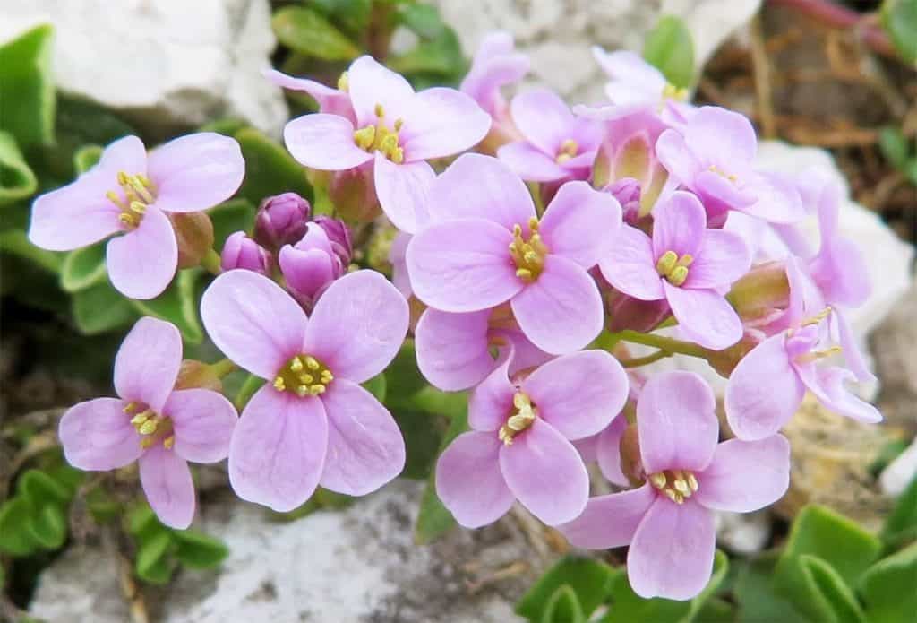 I Fiori della Via: anima e spirito