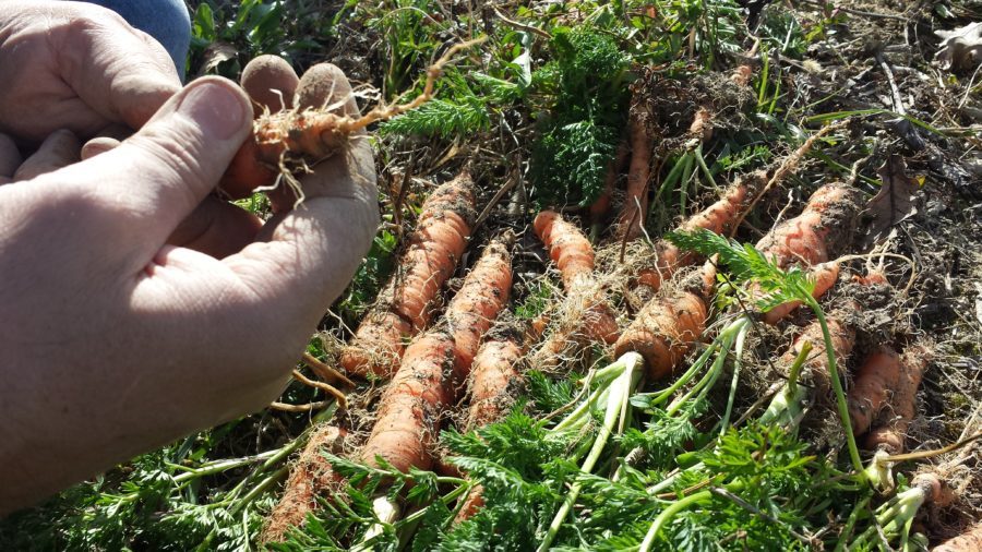 Weekend di Orticoltura Meditativa