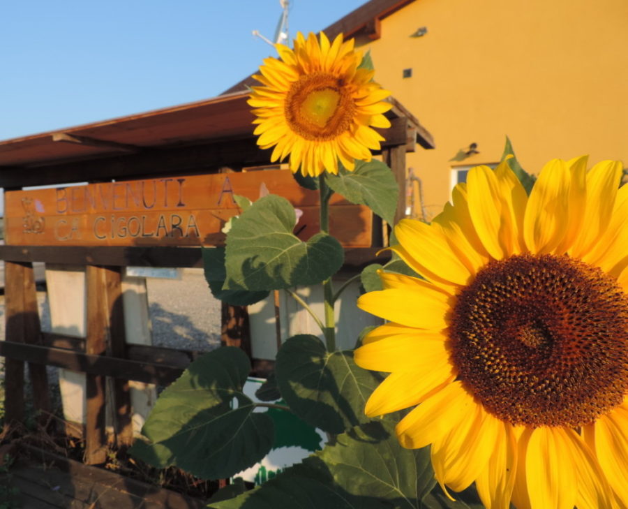 Thai yoga massage livello 1