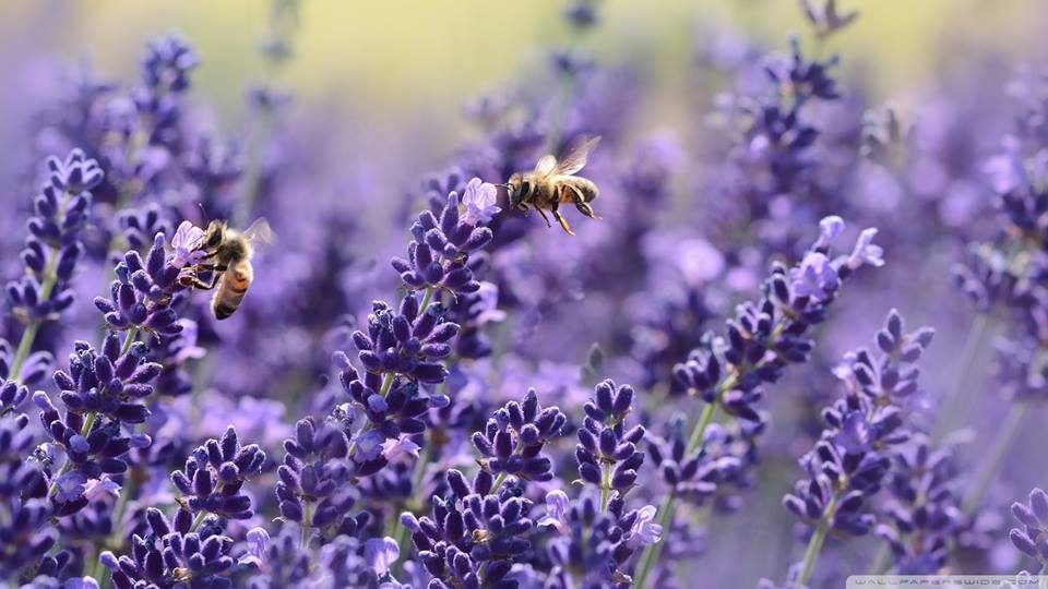 Lavanda meditation evening