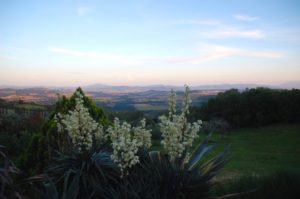 Podere Morellini - Scansano