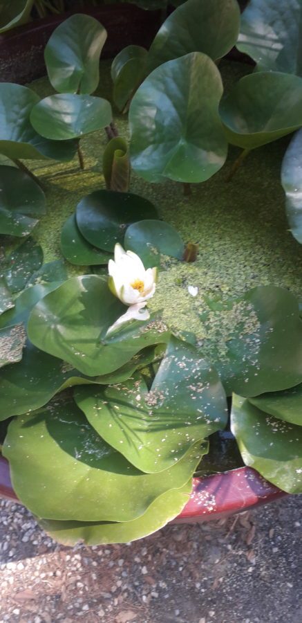 Inizio corso di meditazione La Tranquilla Passione