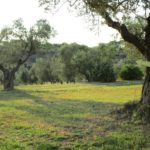 Centro Meditazione Il Risveglio - Scansano (GR)
