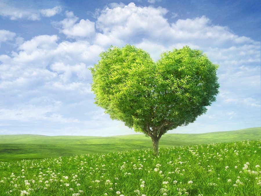 Formazione in Naturopatia Olistica