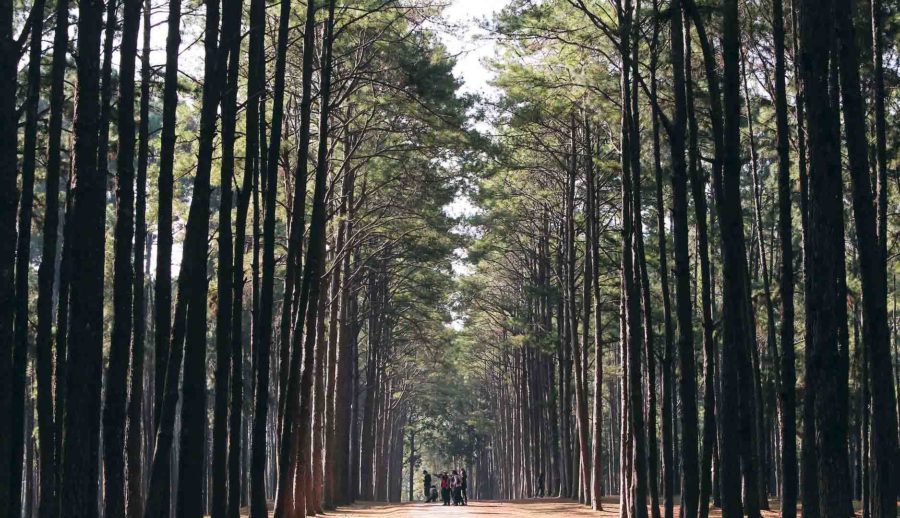 Percorso Shinrin-Yoku: Il Bagno Di Foresta