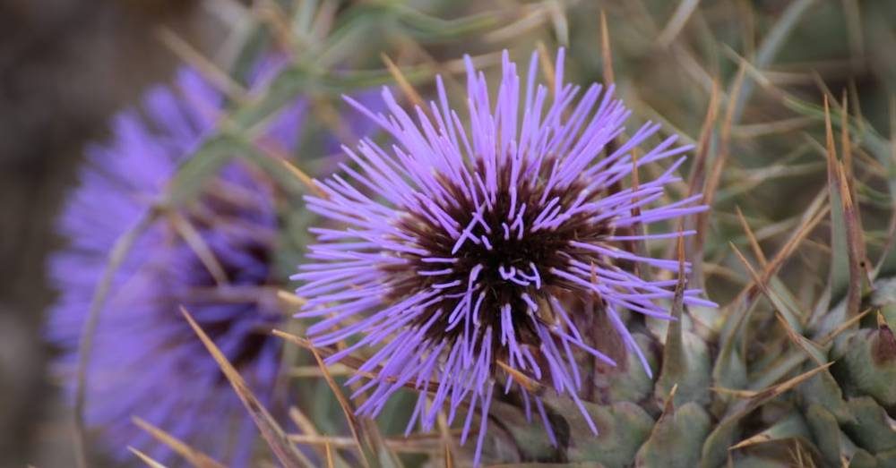 Primavera e fitoterapia: rimedi al disordine