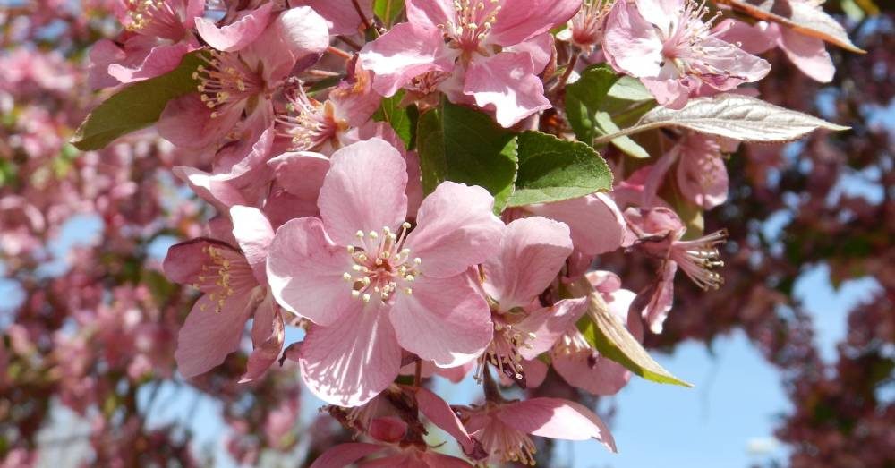 Fiori di Bach: cosa sono e le loro proprietà