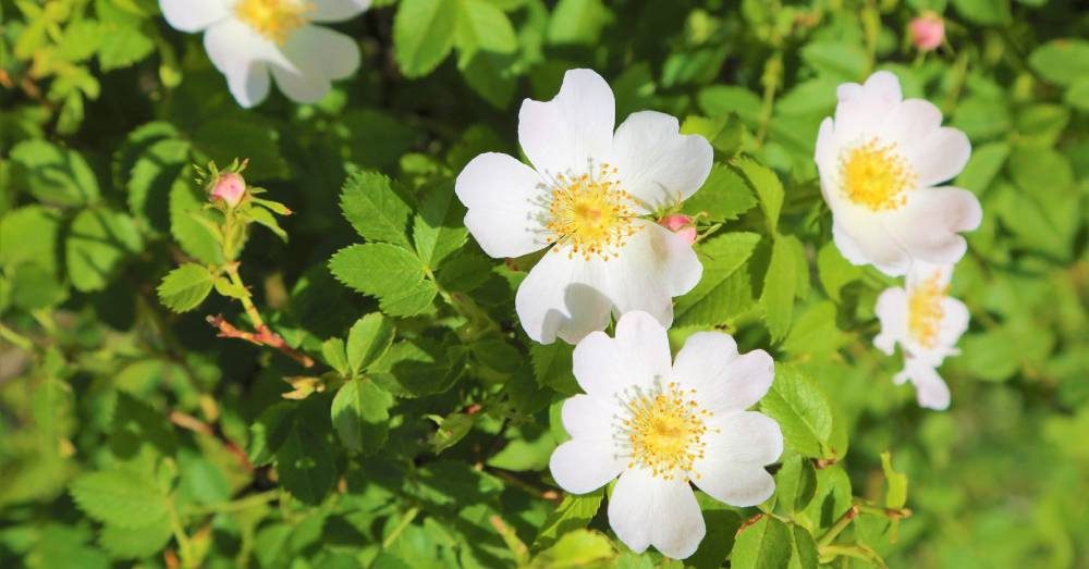 fiori-rosa-canina