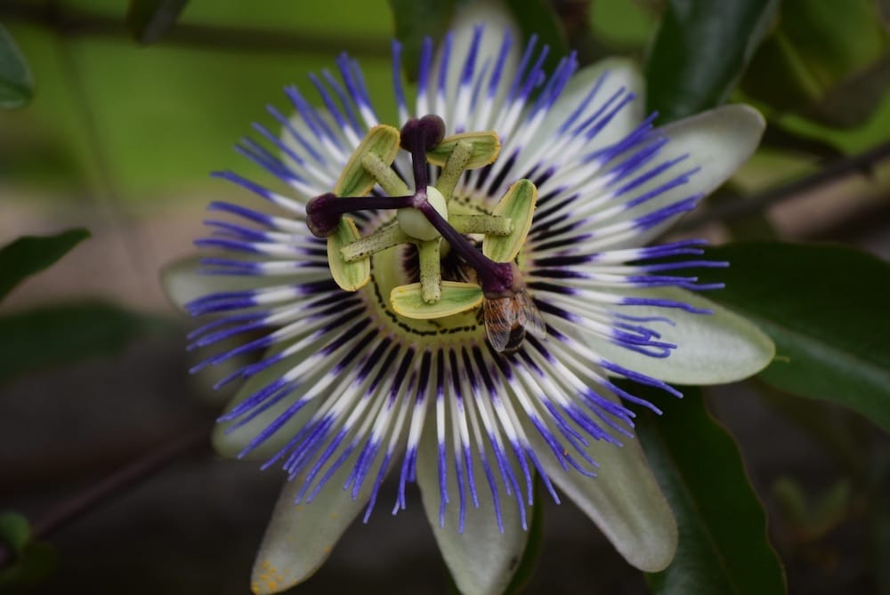 Passiflora