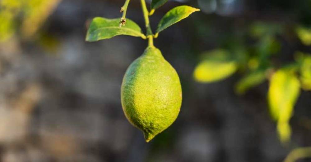 Limone - Rimedi naturali per il rientro