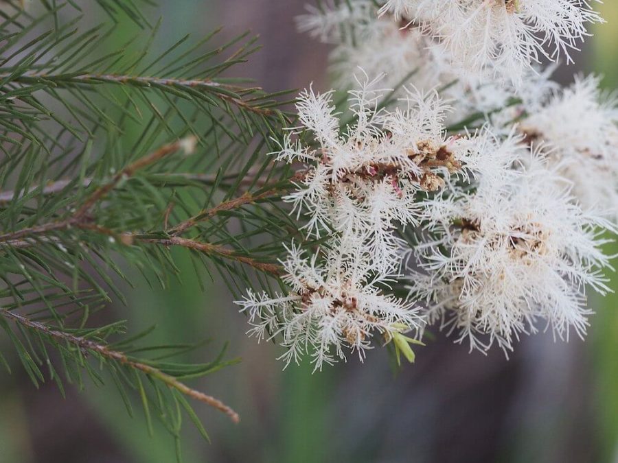 Tea Tree - Melaleuca