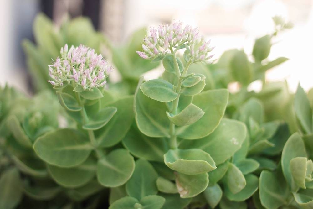 Erba della Madonna - Sedum Telephium