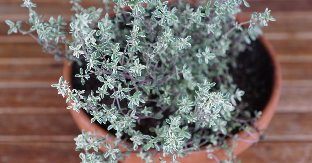 Proprietà di una piccola pianta officinale