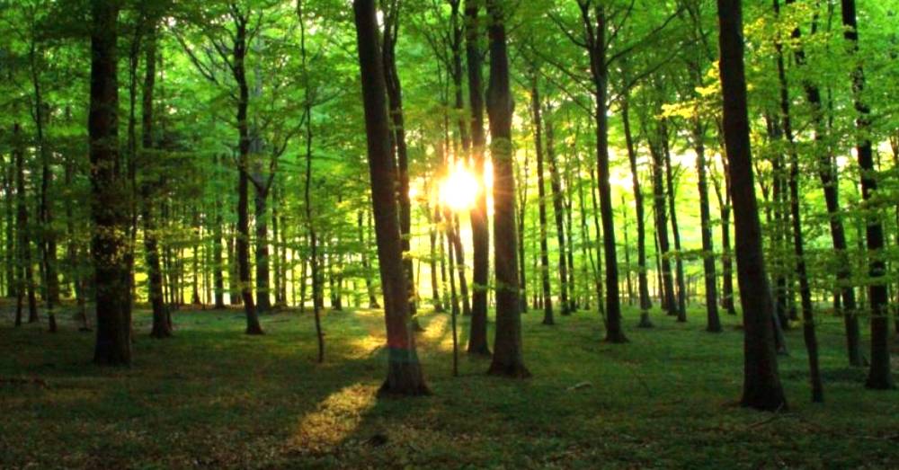 Scuola di Metaerboristeria, ma cos'è?