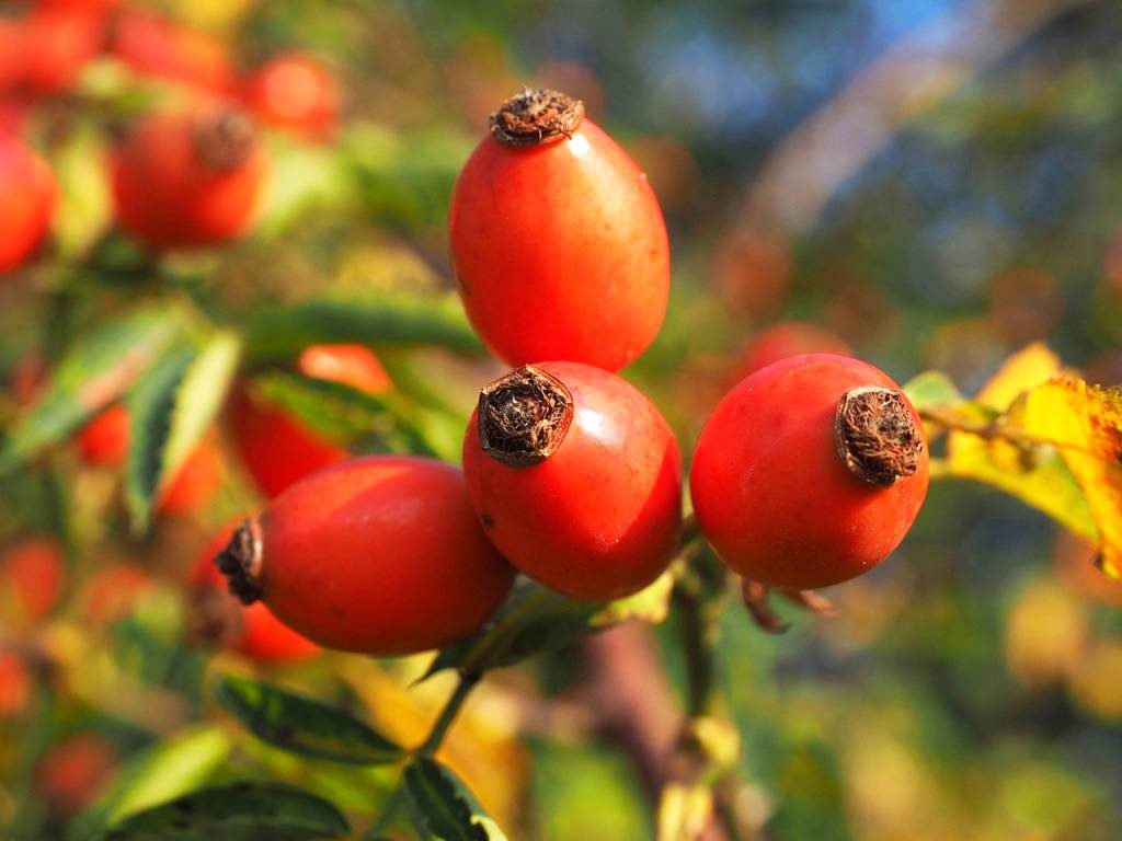 La rosa canina in difesa del tuo organismo