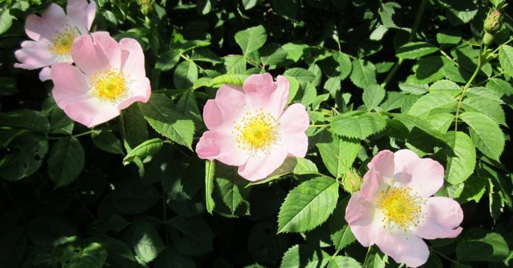 La rosa canina in difesa del tuo organismo