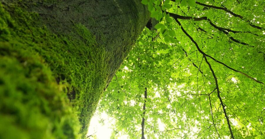 Lezioni dagli alberi