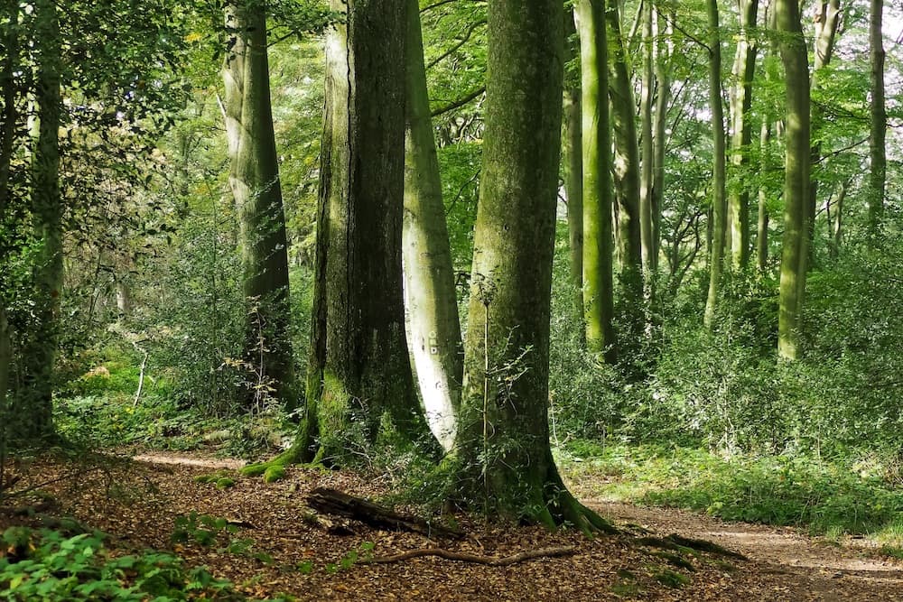 Reiki nella foresta: lezioni dagli alberi