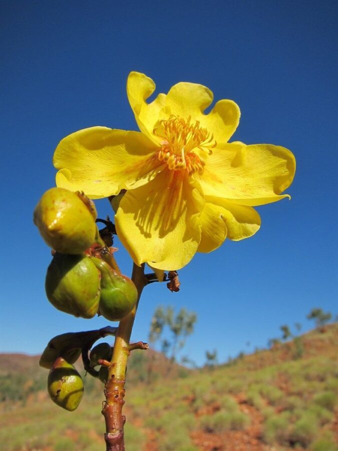 apportare alcune modifiche alla dieta e all’esercizio fisico con l’aiuto di alcune principali essenze del bush australiano c