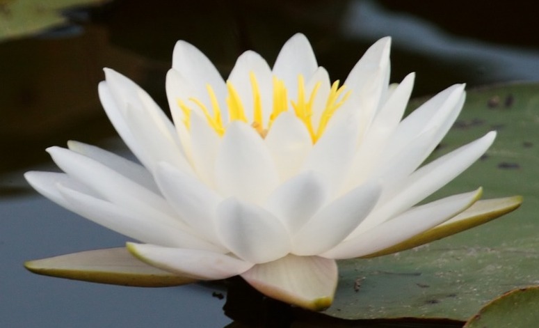 Yoga e Meditazione insieme gratuite