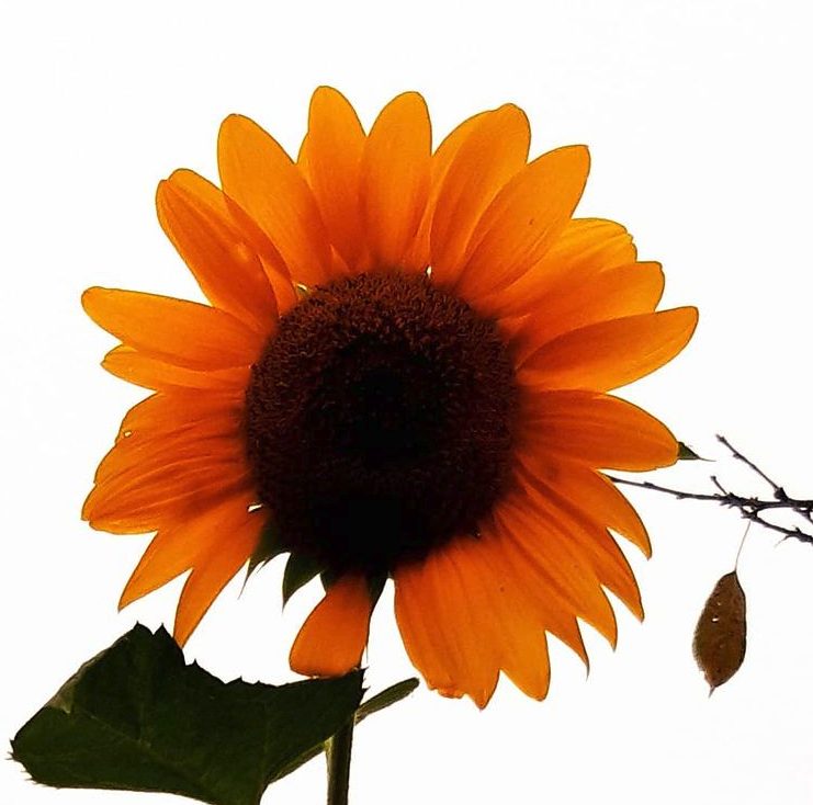 Filosofia yoga e benessere psicofisico