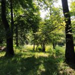alpe-pianello