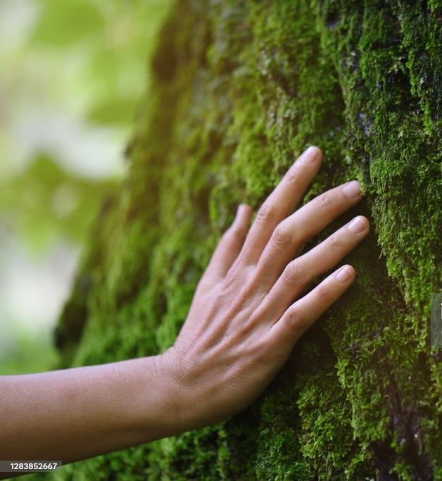 Immersione in natura con il Forest Bathing