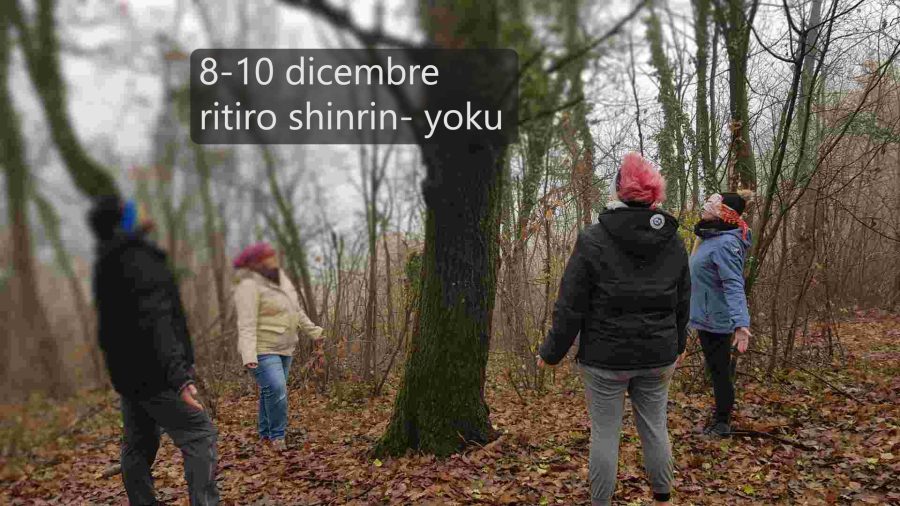 Ritiro di meditazione Forest Bathing