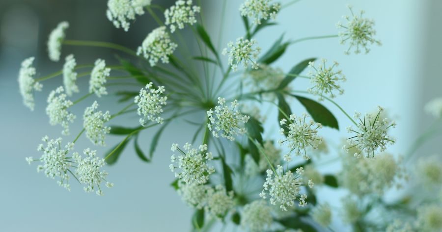 Angelica