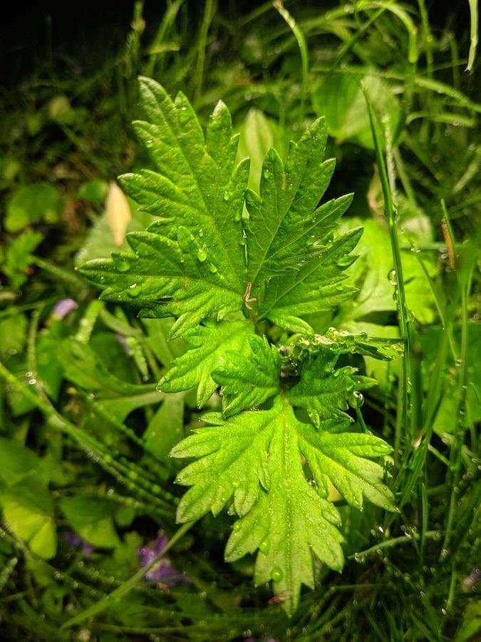 Artemisia