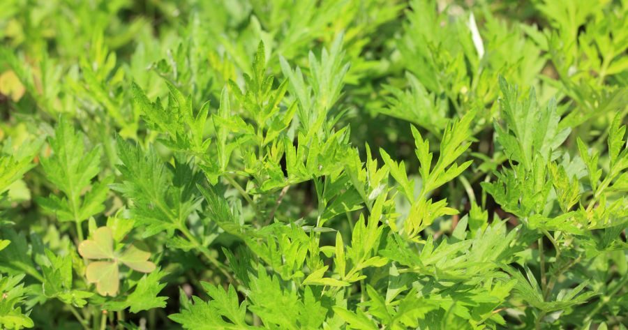 Artemisia: un'erba versatile tra tradizione e modernità