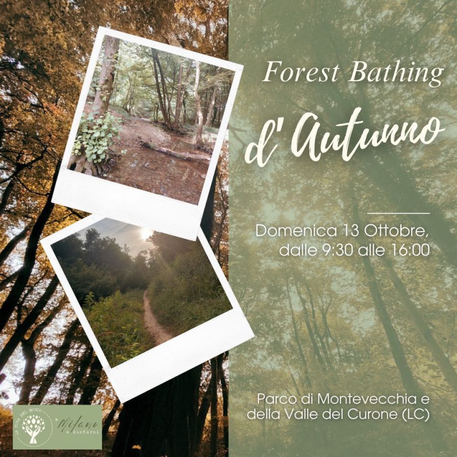 Forest bathing d'autunno