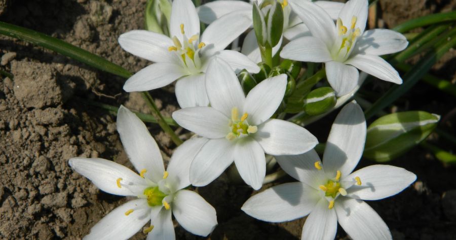 Star of Bethlehem: consolazione e guarigione