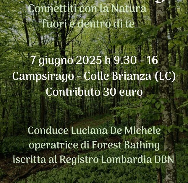 Forest Bathing