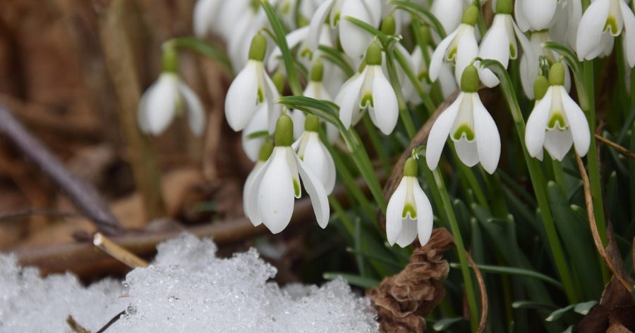 Meditazione guidata di Imbolc online per celebrare il risveglio della primavera