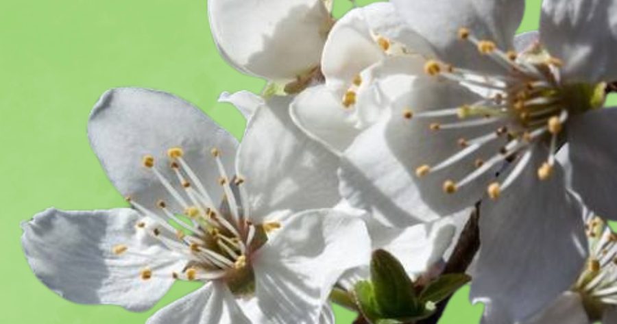 Evento meditazione di Pasqua, crescita spirituale