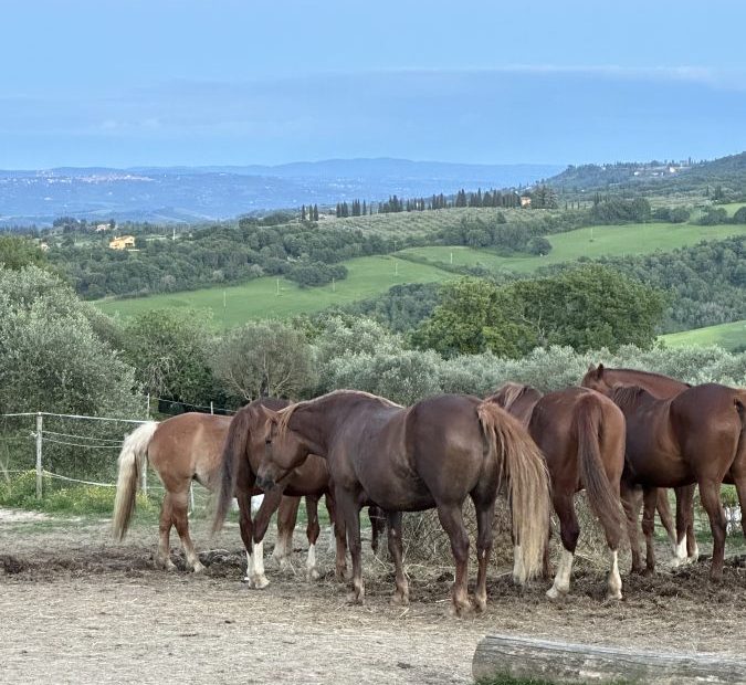 Arcanum: il Codice Prima della Memoria