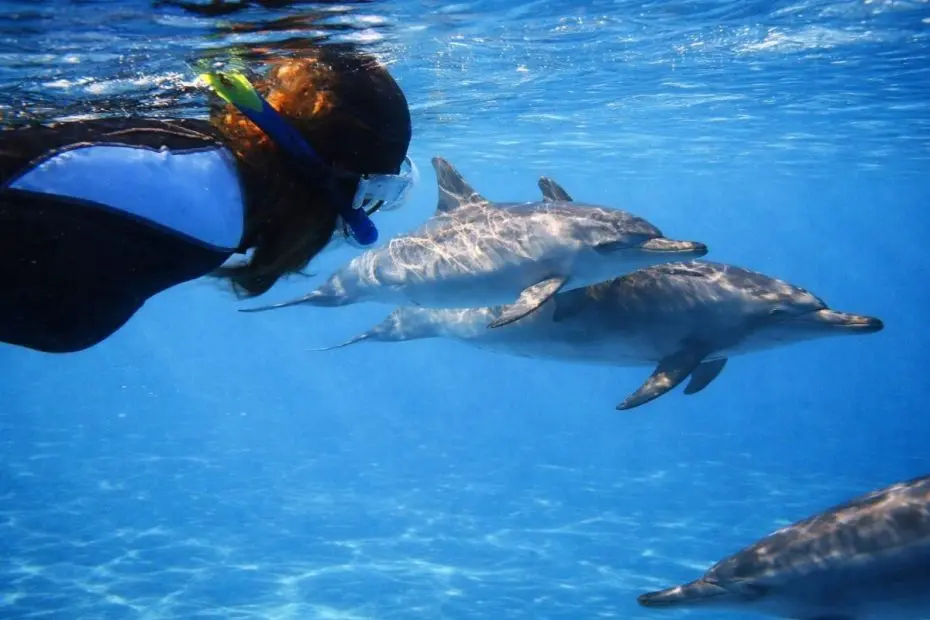 Nuotare con i Delfini in Egitto