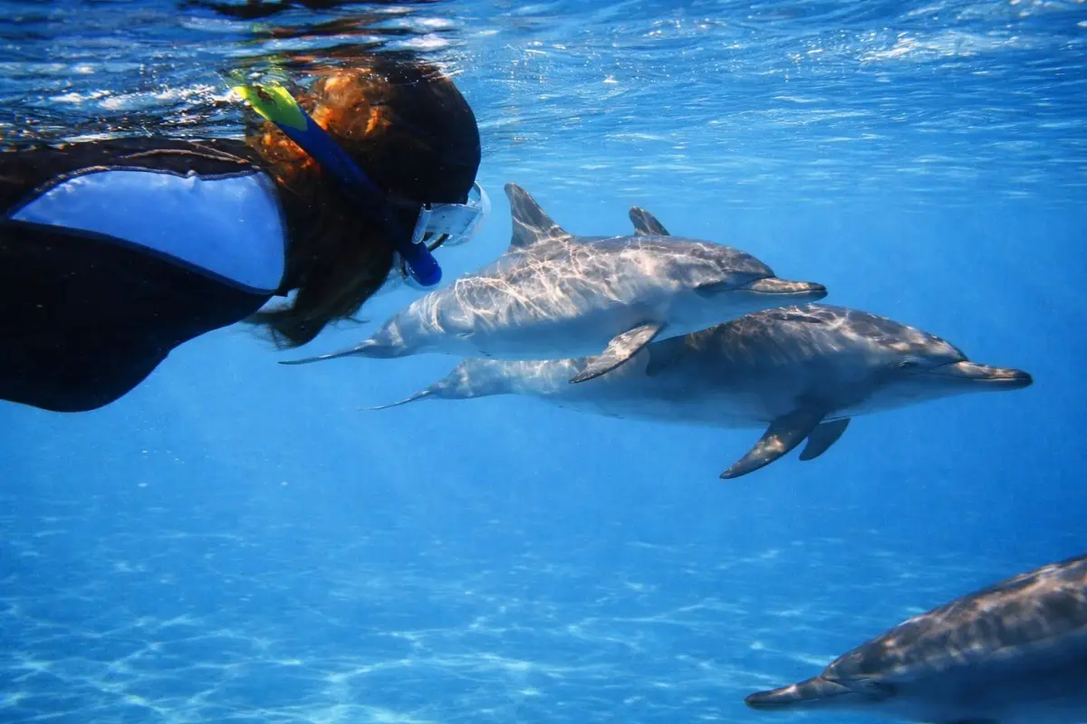 Nuotare con i delfini in Egitto - Esperienza trasformativa nel Mar Rosso