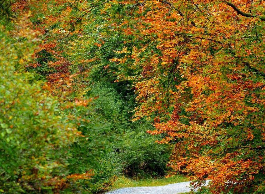 Dove la Natura accompagna