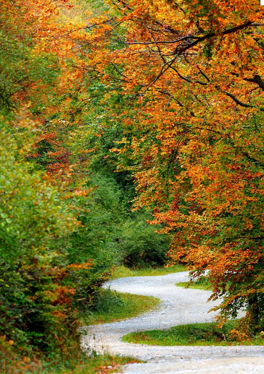 Dove la Natura accompagna
